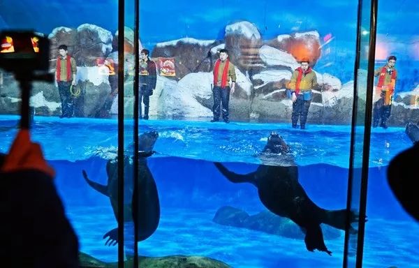 天津极地海洋馆企鹅,南极企鹅在海洋馆的视频