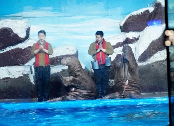 天津极地海洋馆企鹅,南极企鹅在海洋馆的视频