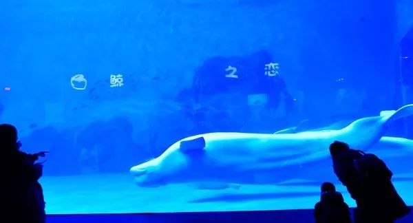 天津极地海洋馆企鹅,南极企鹅在海洋馆的视频