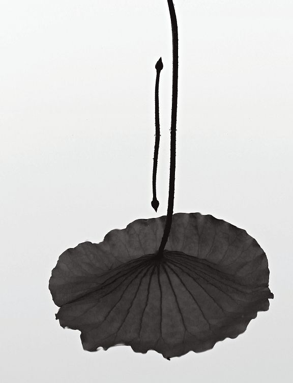 远离城市的自然之美,探寻城市中的自然之美