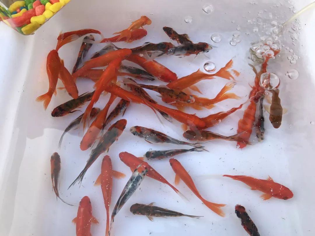 年终福利来啦！分享集赞得年货！