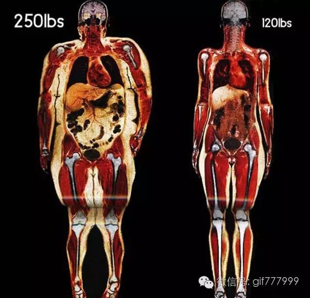 10张图看清人生真相,一张图看懂脂肪多可怕