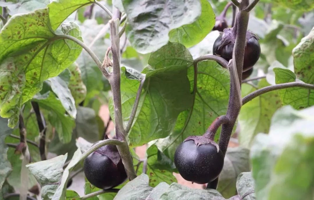 年终福利来啦！分享集赞得年货！