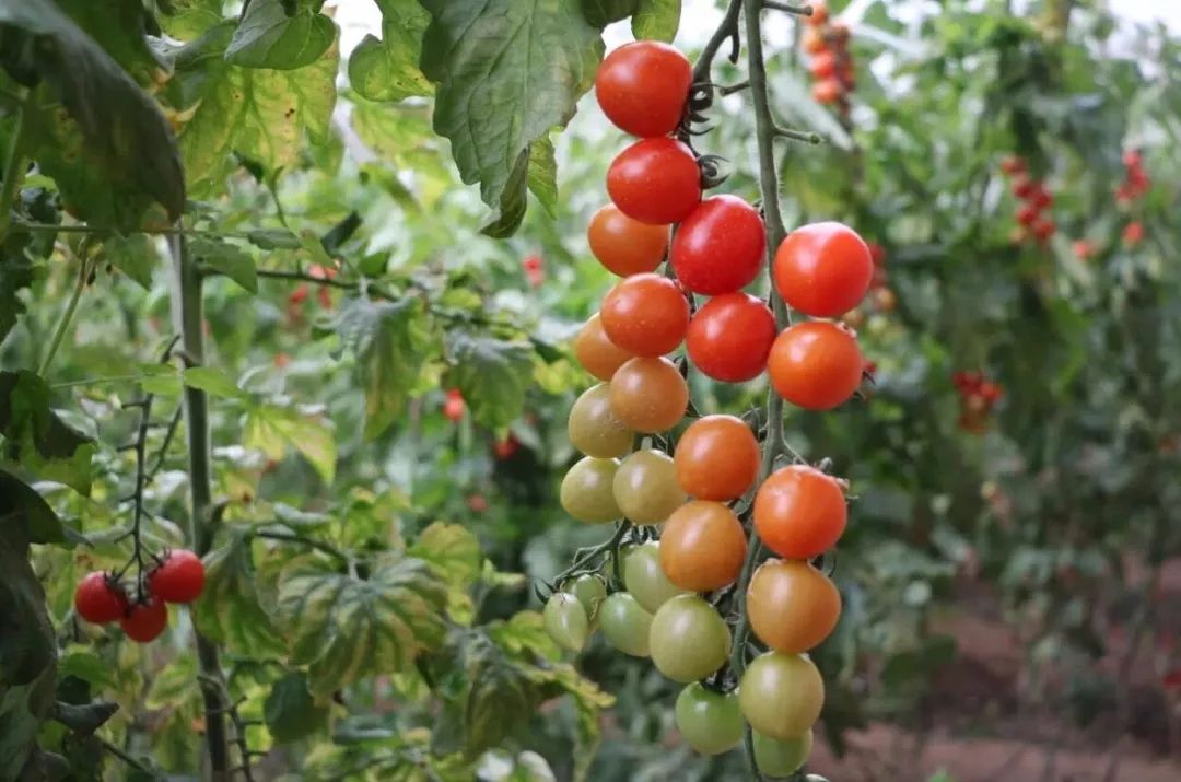 年终福利来啦！分享集赞得年货！