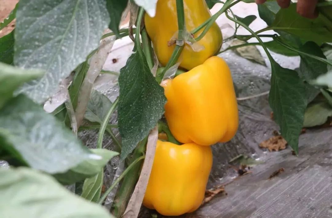 年终福利来啦！分享集赞得年货！