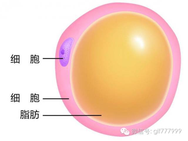 10张图看清人生真相,一张图看懂脂肪多可怕