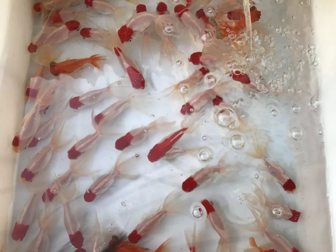 年终福利来啦！分享集赞得年货！