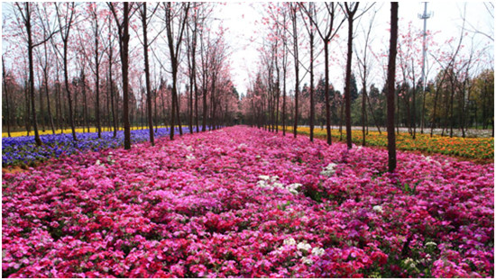 春节昆明周边好玩的地方推荐,昆明春节出游
