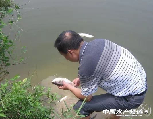 鱼病发病期,治疗鱼病的药物