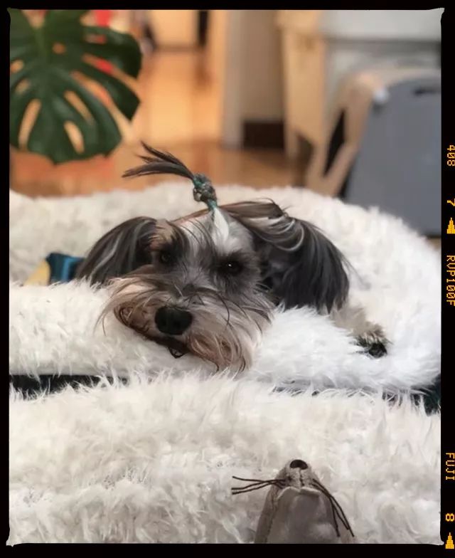 狗年除夕夜｜那些上过《安邸AD》的狗朋友们怎么样了？