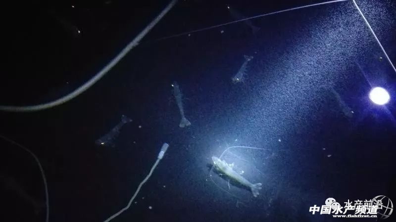 观赏虾选育 (助力春虾育种)