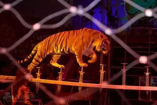 驻马店的打铁花表演时间,赏花灯表演