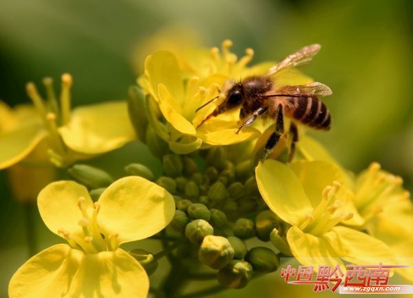 春节到贵阳游玩,春节黔西南五日游