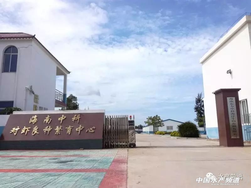 观赏虾选育 (助力春虾育种)