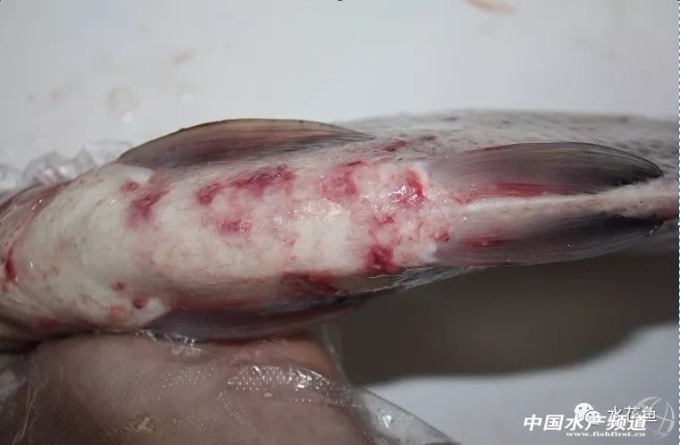 鱼病发病期,治疗鱼病的药物