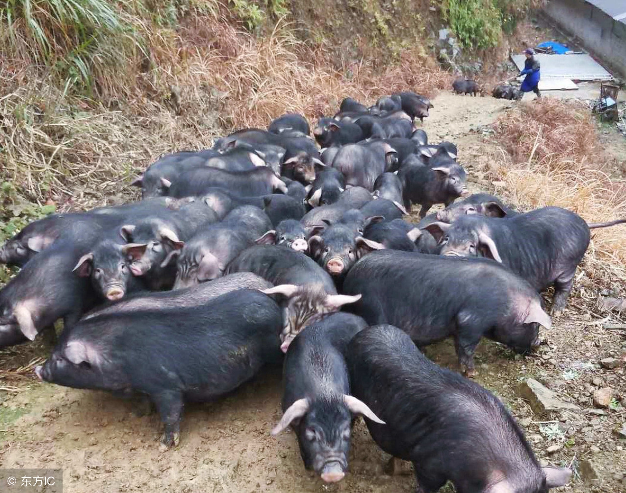 母猪不下奶怎么办最有效的方法,母猪没奶快速解决方法