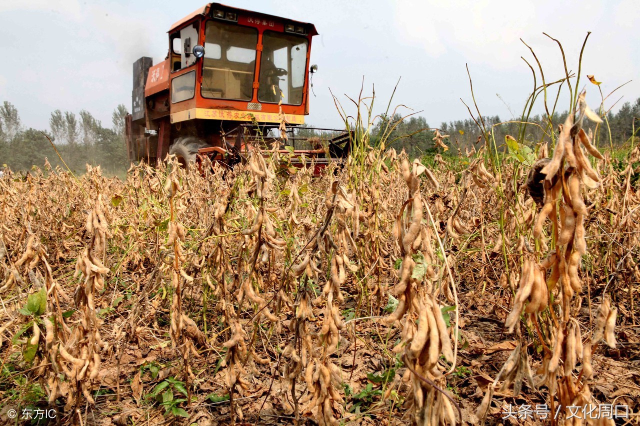 文化周口｜河南周口淮阳县曹河乡