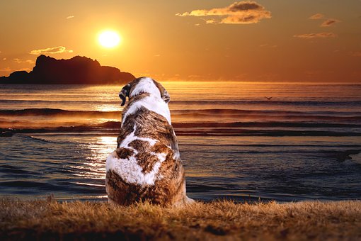 属狗人本命年健康运势如何,属狗人本命年的运气如何