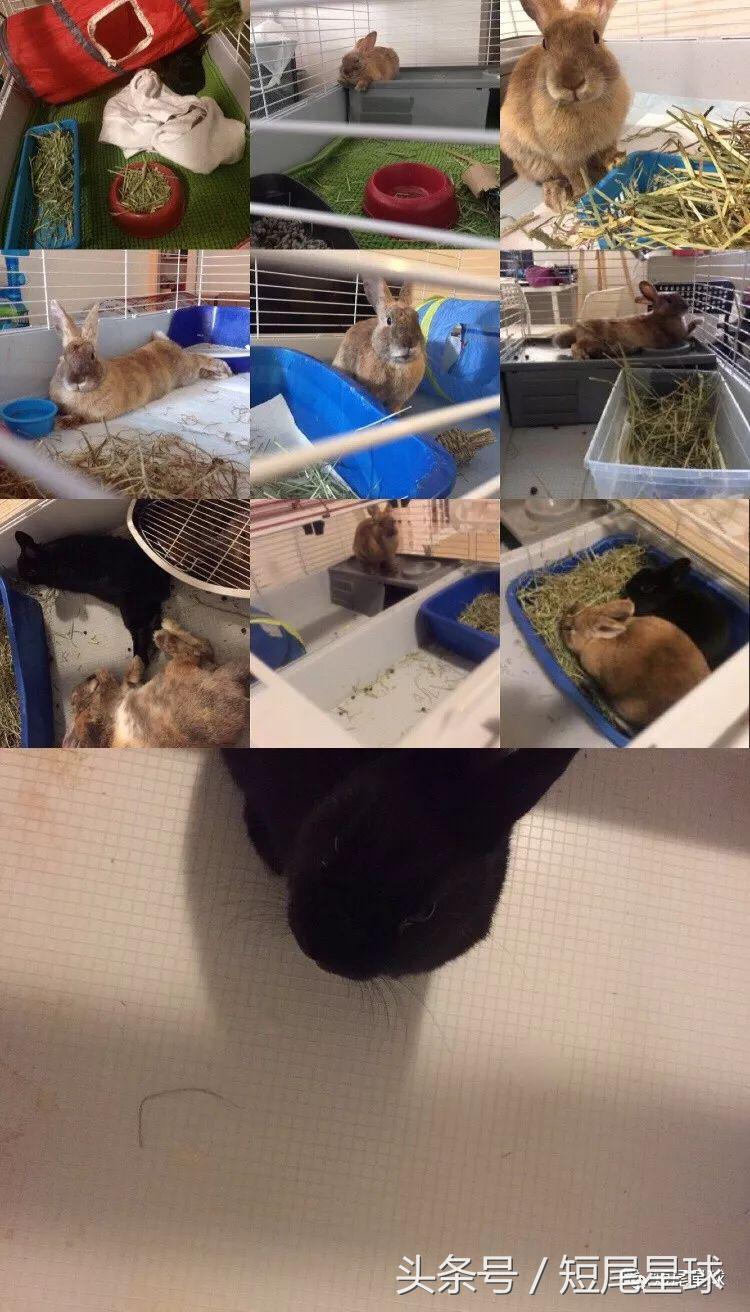 兔兔需要买多大的兔笼,兔兔的专用兔笼