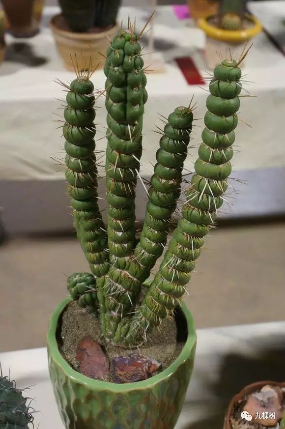 多肉万象最贵的品种,全世界最贵的多肉植物都有哪些