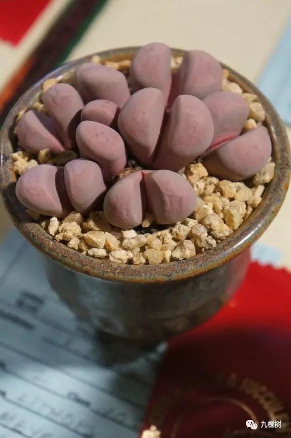 多肉万象最贵的品种,全世界最贵的多肉植物都有哪些