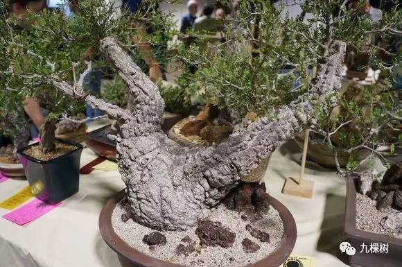 多肉万象最贵的品种,全世界最贵的多肉植物都有哪些