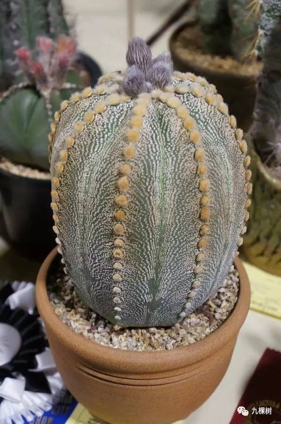 多肉万象最贵的品种,全世界最贵的多肉植物都有哪些