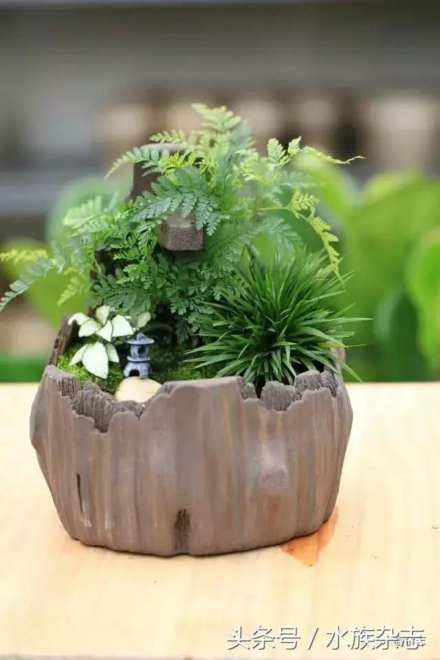 水陆雨林造景价格,水陆雨林造景之苔藓篇