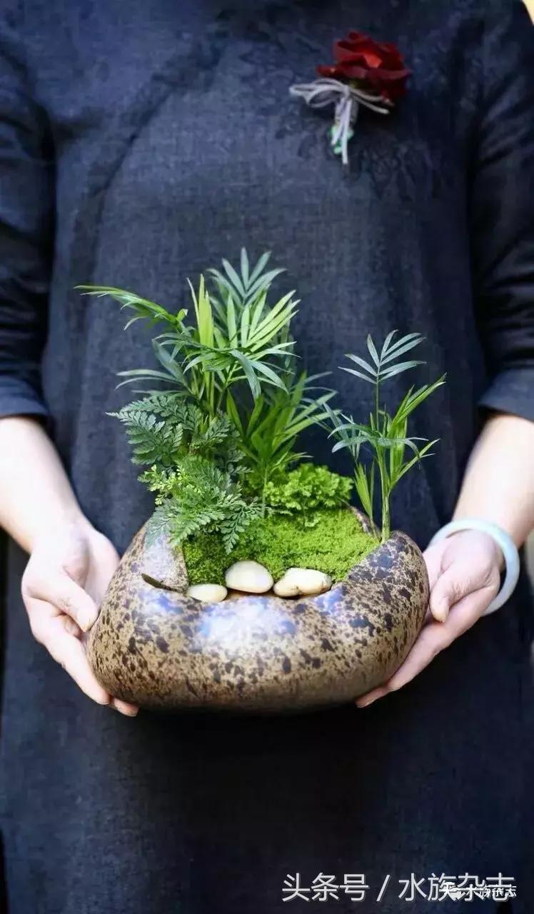 水陆雨林造景价格,水陆雨林造景之苔藓篇