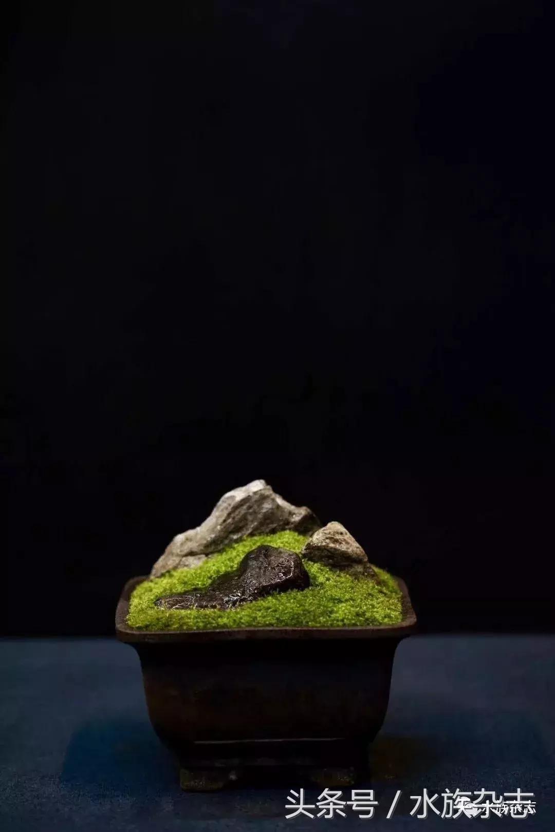 水陆雨林造景价格,水陆雨林造景之苔藓篇