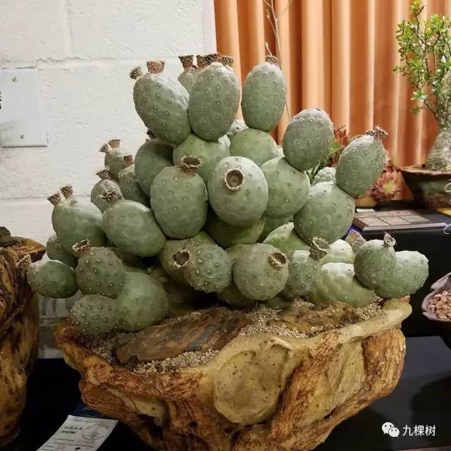 多肉万象最贵的品种,全世界最贵的多肉植物都有哪些