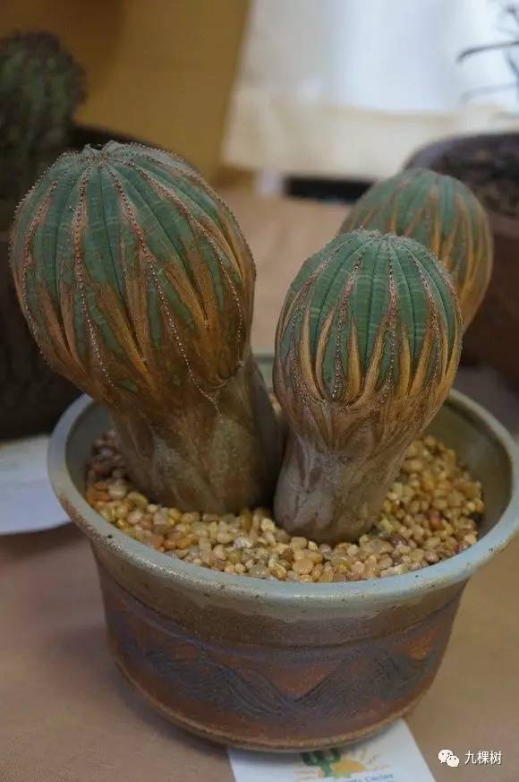 多肉万象最贵的品种,全世界最贵的多肉植物都有哪些