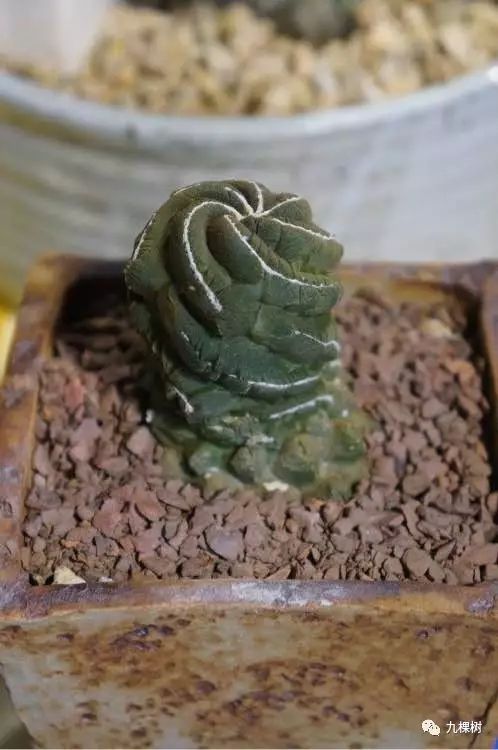 多肉万象最贵的品种,全世界最贵的多肉植物都有哪些