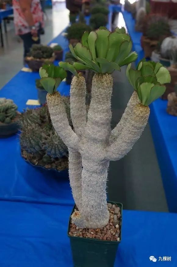 多肉万象最贵的品种,全世界最贵的多肉植物都有哪些