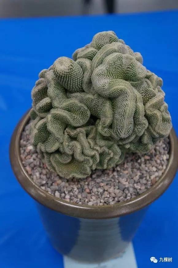 多肉万象最贵的品种,全世界最贵的多肉植物都有哪些