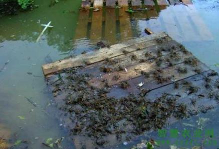 河蟹养殖日常管理水质调控,养殖河蟹前期管理