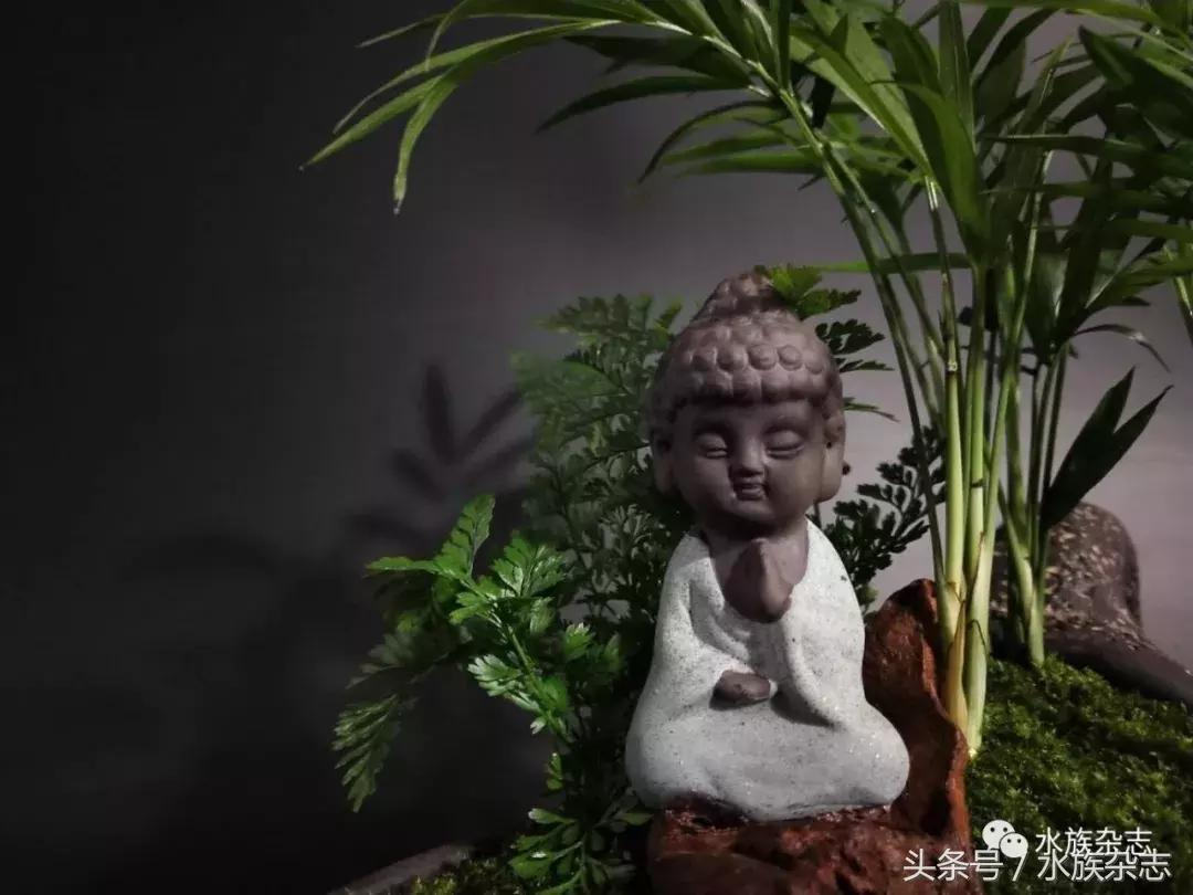 水陆雨林造景价格,水陆雨林造景之苔藓篇