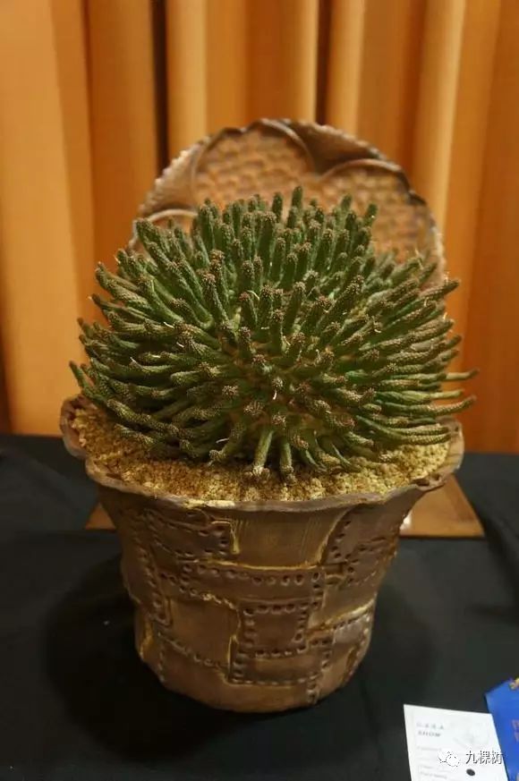 多肉万象最贵的品种,全世界最贵的多肉植物都有哪些