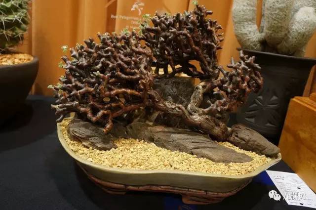 多肉万象最贵的品种,全世界最贵的多肉植物都有哪些