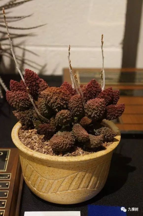 多肉万象最贵的品种,全世界最贵的多肉植物都有哪些