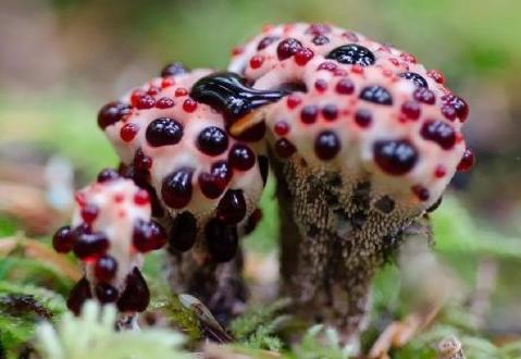 世界上最可怕的蘑菇形状,世界上最可怕的蘑菇排名