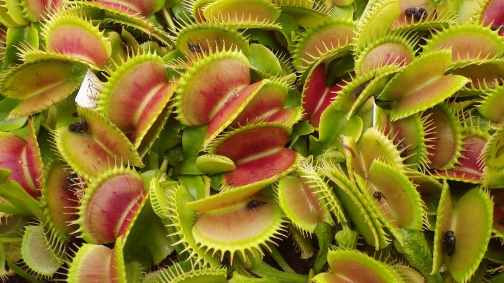 食虫植物系列（物理式）：捕蝇草的“血盆大口”