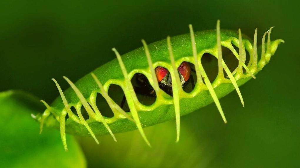 食虫植物系列（物理式）：捕蝇草的“血盆大口”