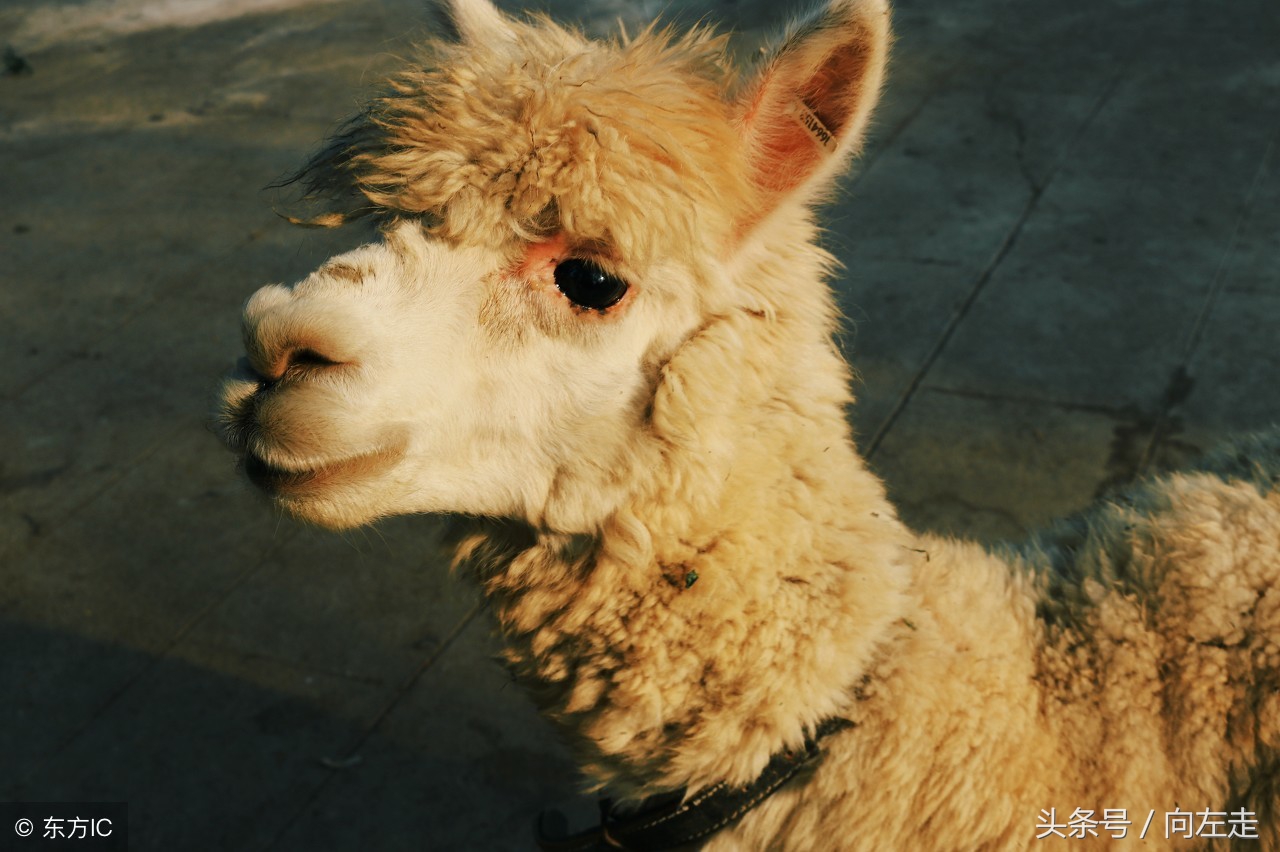 中国神兽羊驼,羊驼为什么能成为中国神兽