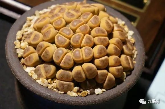 多肉万象最贵的品种,全世界最贵的多肉植物都有哪些