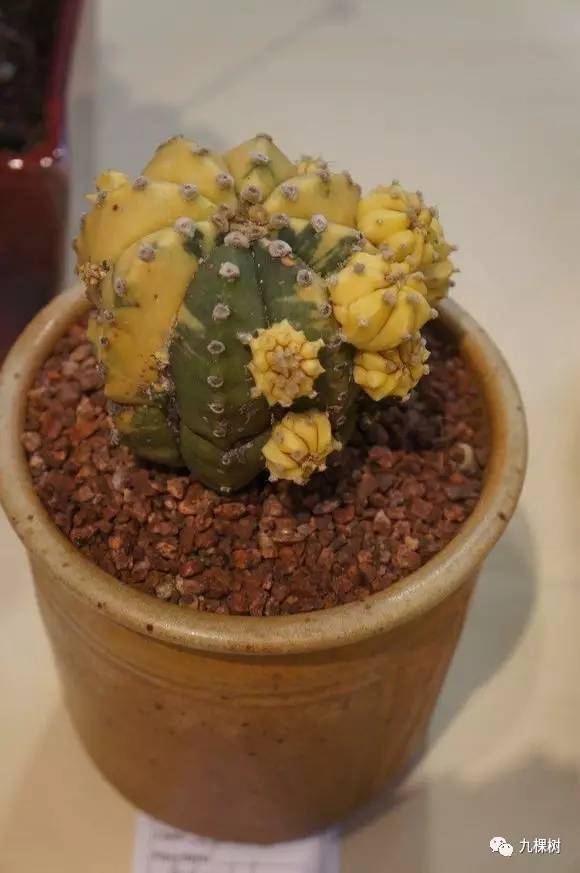 多肉万象最贵的品种,全世界最贵的多肉植物都有哪些