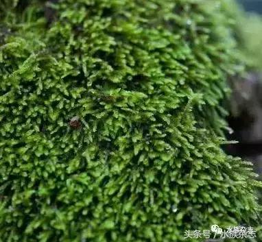 水陆雨林造景价格,水陆雨林造景之苔藓篇