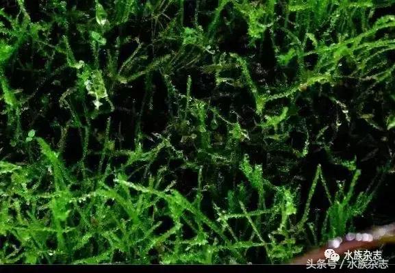 水陆雨林造景价格,水陆雨林造景之苔藓篇