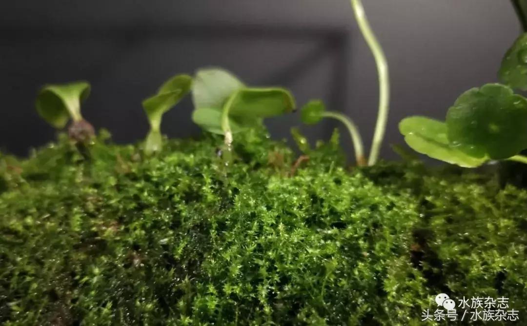 水陆雨林造景价格,水陆雨林造景之苔藓篇