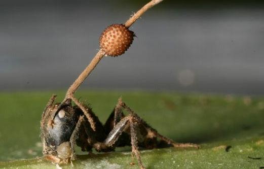 世界上最可怕的蘑菇形状,世界上最可怕的蘑菇排名